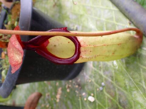 商品一覧 - Y's Exotics （山田食虫植物農園）