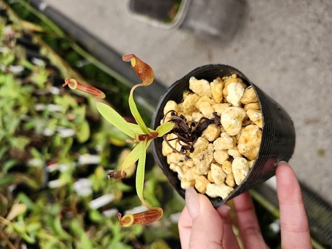 E180 1-3  N. dubia {maybe natural hybrid?} BCP 