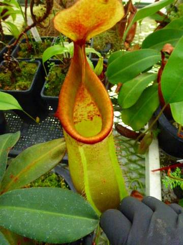 Nepenthes（ネペンテス/ウツボカズラ）の商品一覧 | Y's Exotics （山田食虫植物農園）