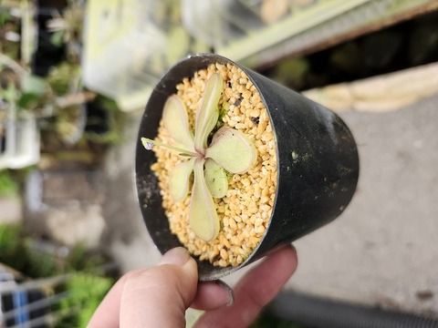 エリキュラミス　速達付き　美苗　1 商品一覧 - Y's Exotics （山田食虫植物農園）