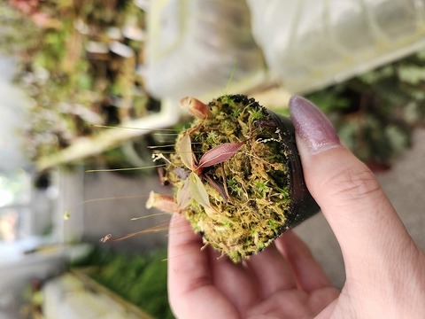 teatネペン Nepenthes（ネペンテス/ウツボカズラ）の商品一覧 | Y's Exotics
