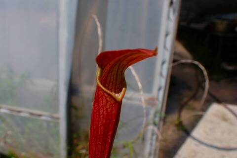 商品一覧 - Y's Exotics （山田食虫植物農園）