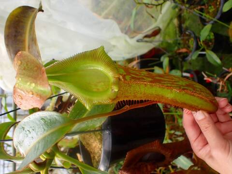 Y's Exotics （山田食虫植物農園）