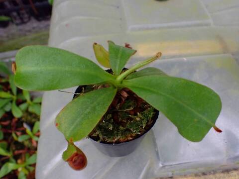 O123 3-2  [YA-10] N. veitchii Bario (very big pitcher) x veitchii Bario (stripe peristome) Y's Lab