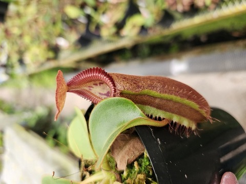 ネペンテス七種セット(宅急便発送) ネペンテス七種セット(宅急便発送) Nepenthes（ネペンテス