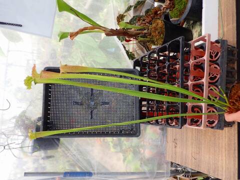 R161 1H S. Hybrid Y's