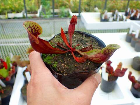 Y's Exotics （山田食虫植物農園）