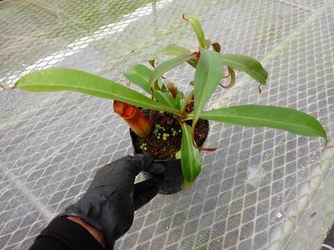 Y807 5-3 N. rowanae x (albomarginata x veitchii) XC