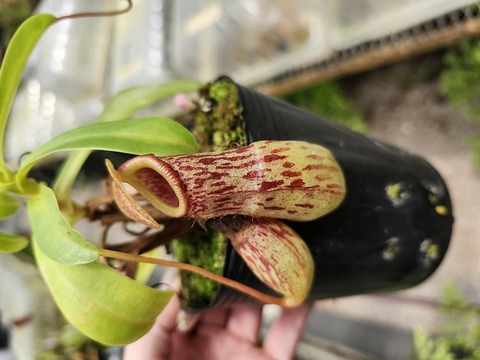 ゆうゆうネペンテス・ミランダ Nepenthes（ネペンテス/ウツボカズラ）の商品一覧 | Y's Exotics