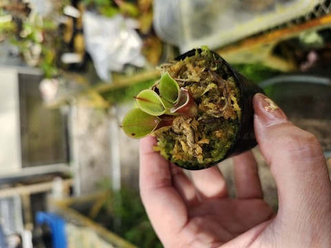 Heliamphora Species（ヘリアンフォラ原種）の商品一覧 | Y's Exotics