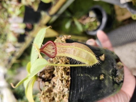 商品一覧 - Y's Exotics （山田食虫植物農園）