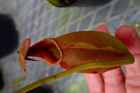 ティート　ネペン　teat ティート teat ネペン アッパー ティート ネペンアッパー