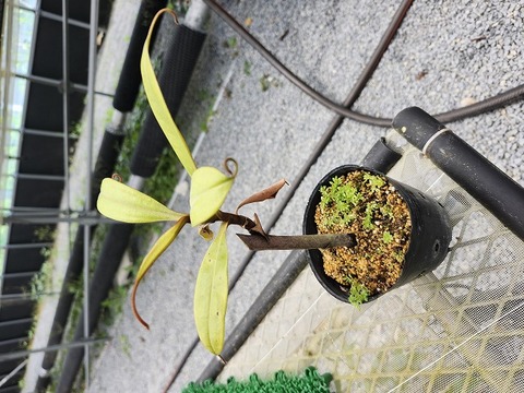 商品一覧 - Y's Exotics （山田食虫植物農園）