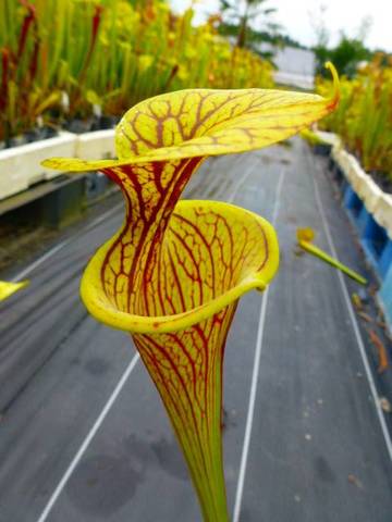 Sarracenia（サラセニア）の商品一覧 | Y's Exotics （山田食虫植物農園）