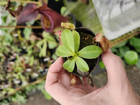 NNN Series – Highland Nepenthes Hybrids（by konan)の商品一覧 | Y's