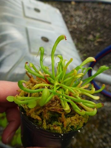 Darlingtonia（ダーリングトニア) の商品一覧 | Y's Exotics （山田食