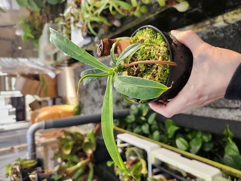 商品一覧 - Y's Exotics （山田食虫植物農園）