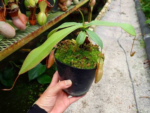 E625 1-2 N. xmerrilliata (giant) wild TH