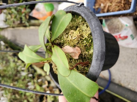 J142 1-2 N. veitchii H/L Murud Y's 