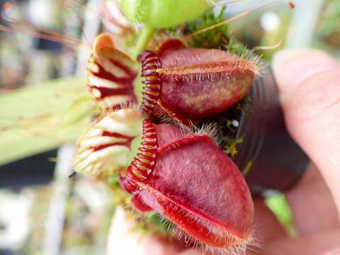 商品一覧 - Y's Exotics （山田食虫植物農園）