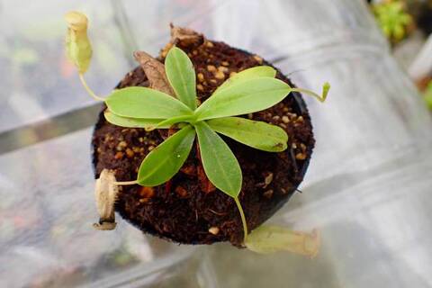ネペンテス七種セット(宅急便発送) Nepenthes（ネペンテス