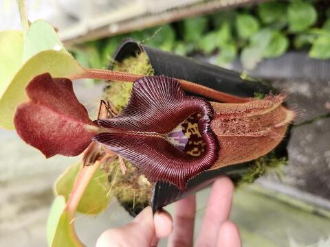 Nepenthes（ネペンテス/ウツボカズラ）の商品一覧 | Y's Exotics （山田食虫植物農園）