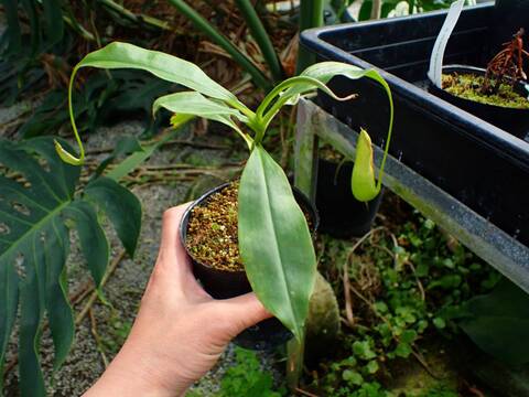 R311 3-1 N. mirabilis kalimantan WP