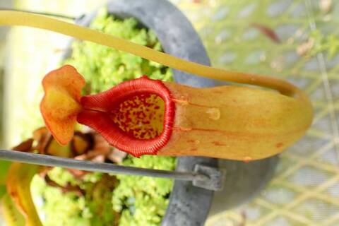 ゆうゆうネペンテス・ミランダ Nepenthes（ネペンテス/ウツボカズラ）の商品一覧 | Y's Exotics