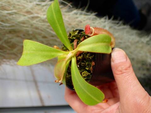 商品一覧 - Y's Exotics （山田食虫植物農園）