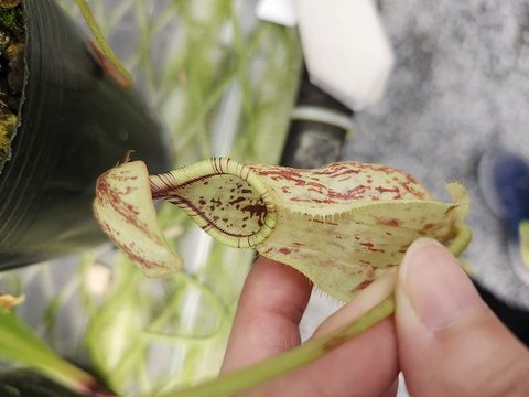 Nepenthes（ネペンテス/ウツボカズラ）の商品一覧 Y's Exotics （山田食虫植物農園）