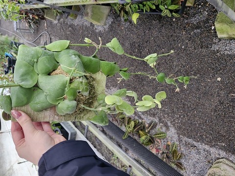 J120 3-2 Dischidia imbricata CK 