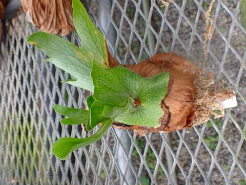 商品一覧 - Y's Exotics （山田食虫植物農園）