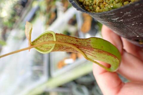 Nepenthes（ネペンテス/ウツボカズラ）の商品一覧 | Y's Exotics