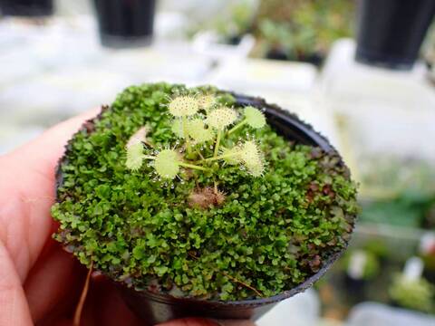 Y930 1-4 D. prolifera [BCP ID# D953, D1596, D1783] BCP