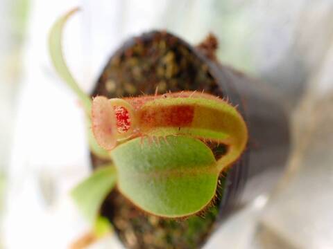 G670 5-1 [YA-10] N. veitchii Bario (very big pitcher) x veitchii Bario (stripe peristome) Y's Lab