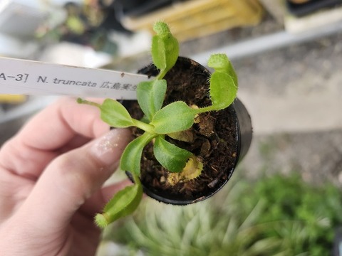商品一覧 - Y's Exotics （山田食虫植物農園）