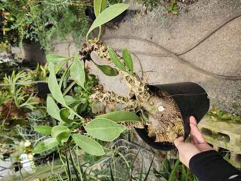 Ant plants (アリ植物)の商品一覧 | Y's Exotics （山田食虫植物農園）