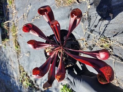 商品一覧 - Y's Exotics （山田食虫植物農園）