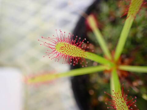 P243 4-1 D. capensis narow leaf
