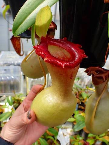 Nepenthes（ネペンテス/ウツボカズラ）の商品一覧 | Y's Exotics 