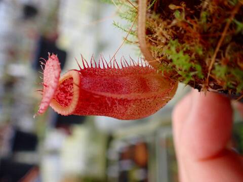 商品一覧 - Y's Exotics （山田食虫植物農園）