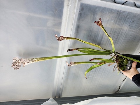 G111 2H S. leucophylla rose No.9 Y's 