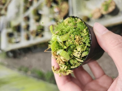 その他観葉植物 Cephalotus follicularis Garman Giant C.C Cephalotus follicularis Garman Giant C.C