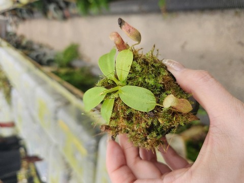 P951 1-4 N. rajah x xharryana Tambuyukon Y's Lab 