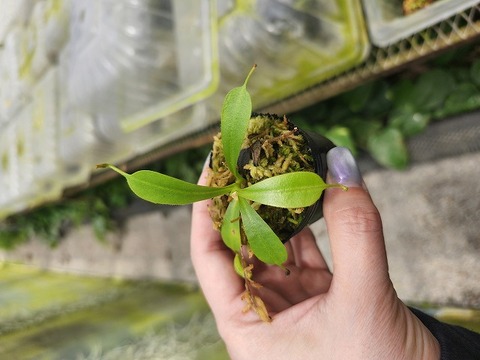 商品一覧 - Y's Exotics （山田食虫植物農園）