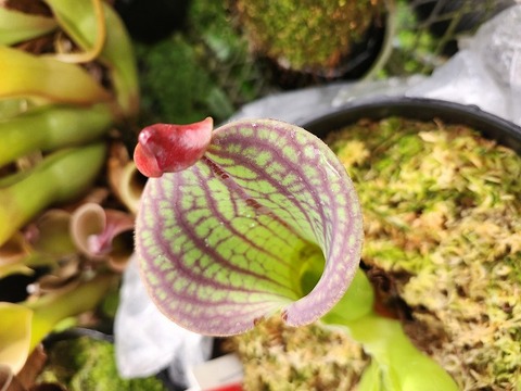 P305 1-1 H. macdonaldae (Cerro Duida Venezuela) AW