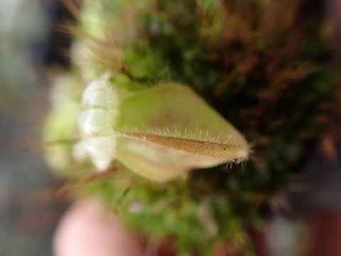 E630 1-1 Cephalotus follicularis seedling of Hummer's Giant 02 BCP