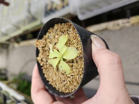 G905 1-2 P. zecheri x emarginata [BCP ID# P1565] BCP 