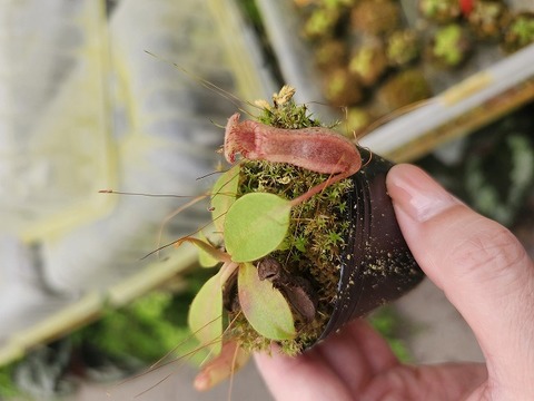 商品一覧 - Y's Exotics （山田食虫植物農園）
