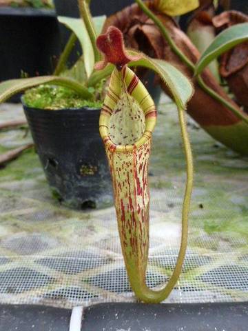 Nepenthes（ネペンテス/ウツボカズラ）の商品一覧 | Y's Exotics （山田食虫植物農園）